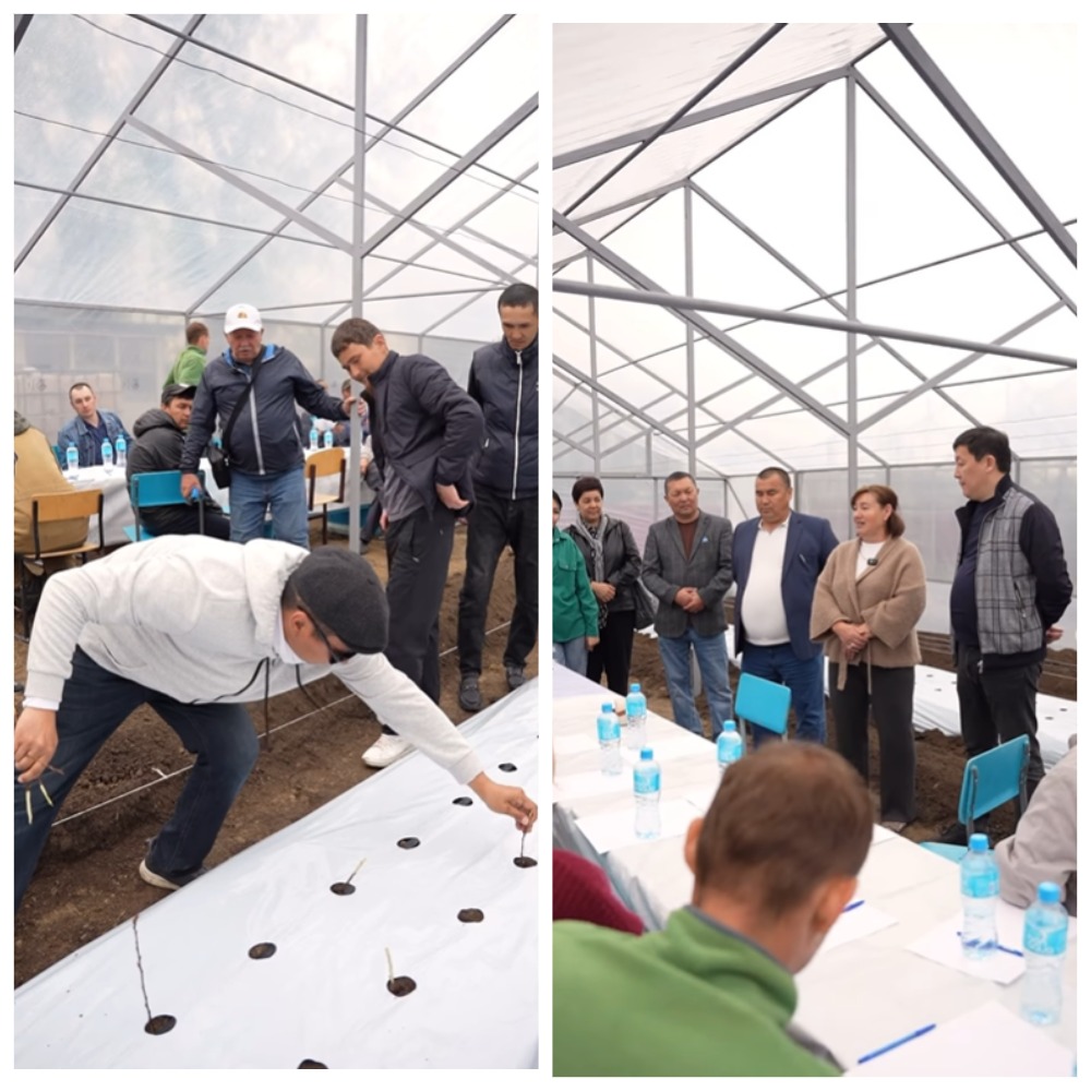 Первую теплицу в рамках проекта Batys AgroHub открыли в Бурлинском районе